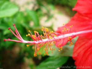 Gumamela Flower