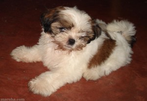 Shih-Tzu puppy
