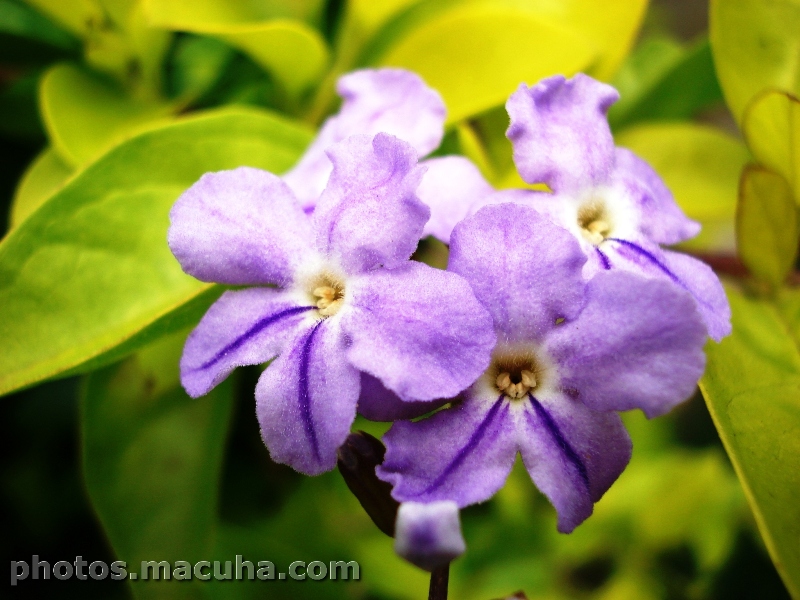 Violet Flowers – Macuha.com Photos!