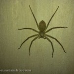 The House Spider