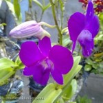 Orchids Flower
