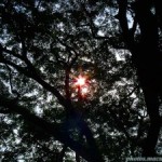 Sun Viewed Under a Tree