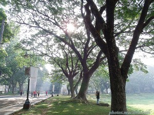 Trees at UP Diliman